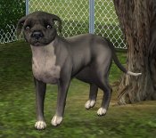 Mts2-fling-89-1019043-eglish-staffordshire-bull-terrier-02